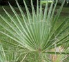 Picture about Is The Washington Palm The Same As The Washingtonia Palm?