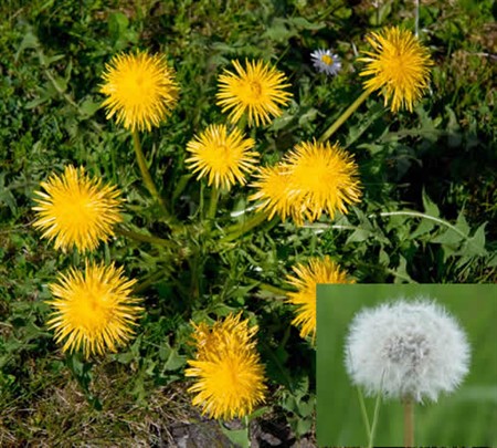 Picture of Dandelion
