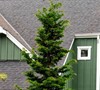 Hinoki Slender Cypress
