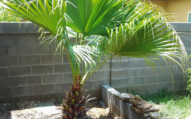 My palm tree