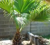 My palm tree