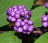 Early Amethyst Beautyberry