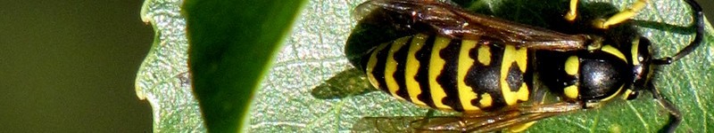 How To Kill & Control Nests Of Yellow Jackets