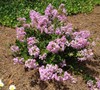 Early Bird Lavender Crape Myrtle in full bloom
