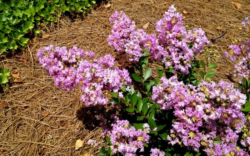 Early Bird Lavender Crape Myrtle Picture