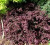 Red Diamond Loropetalum Picture