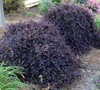 Purple Pixie Loropetalum