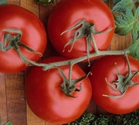 Rutgers Tomato Picture