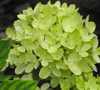 Little Lime Hydrangea Picture