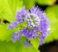 Hint Of Gold Caryopteris Picture