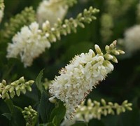 Hummingbird Clethra Picture