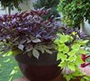 Blackie Sweet Potato Vine