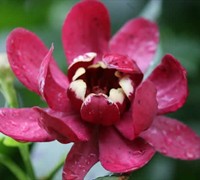 Aphrodite Sweetshrub Picture