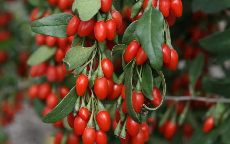 Sweet Lifeberry Goji Berry Picture