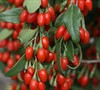 Sweet Lifeberry Goji Berry Picture