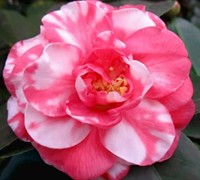 Bart Colbert Variegated Camellia Japonica Picture