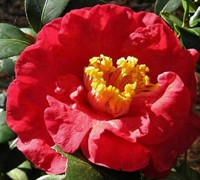 Don Mac Camellia Japonica Picture