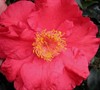 Don Mac Camellia Japonica