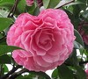 Cile Mitchell Camellia