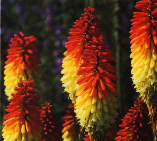 Picture of Border Ballet Red Hot Poker