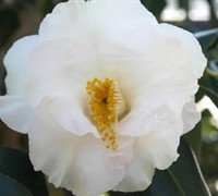 Emmett Barnes Camellia Japonica Picture