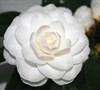 White By The Gate Camellia Japonica