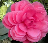 Early Autumn Camellia Japonica Picture