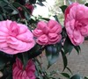 Early Autumn Camellia Japonica