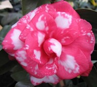 William Forest Bray Variegated Camellia Japonica Picture
