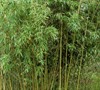 Incense Bamboo