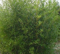 Dwarf Bisset Bamboo Picture
