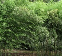 Nude Sheath Bamboo Picture