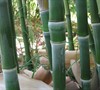 Solid Stem Bamboo