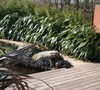 Giant Leaf Bamboo