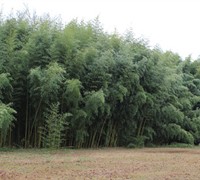 Slender Crookstem Bamboo Picture