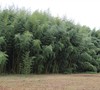 Slender Crookstem Bamboo