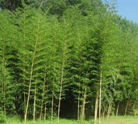 Giant Bamboo Phyllostachys Vivax Picture