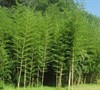 Giant Bamboo Phyllostachys Vivax