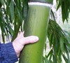 Giant Bamboo Phyllostachys Vivax