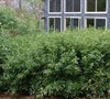 Bamboo Shibataea Lancifolia