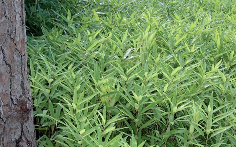 Bamboo Shibataea Lancifolia Picture