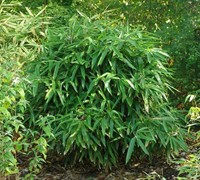 Solidus Broadleaf Bamboo Picture