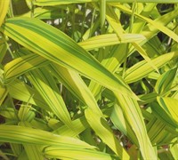 Dwarf Green Stripe Bamboo Picture