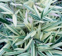 Sam Variegated Bamboo Picture
