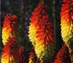 Picture of Border Ballet Red Hot Poker