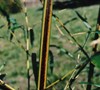 Black Stripe Bamboo Phyllostachys Nigra 'Megurochiku'