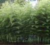 Black Stripe Bamboo Phyllostachys Nigra 'Megurochiku'