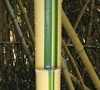 Green Stripe Vivax Bamboo