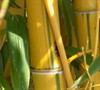 Green Stripe Vivax Bamboo