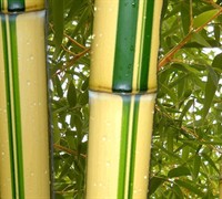 Green Stripe Vivax Bamboo Picture